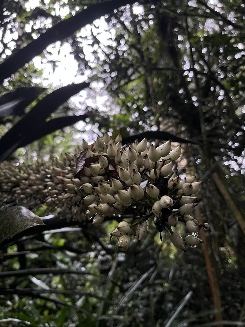 Aechmea latifolia photo 2