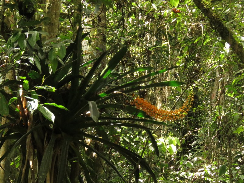 Aechmea latifolia photo 3