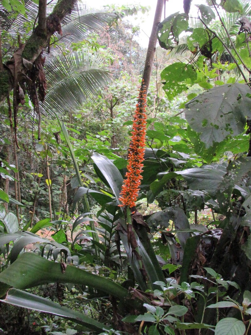 Aechmea latifolia photo 4