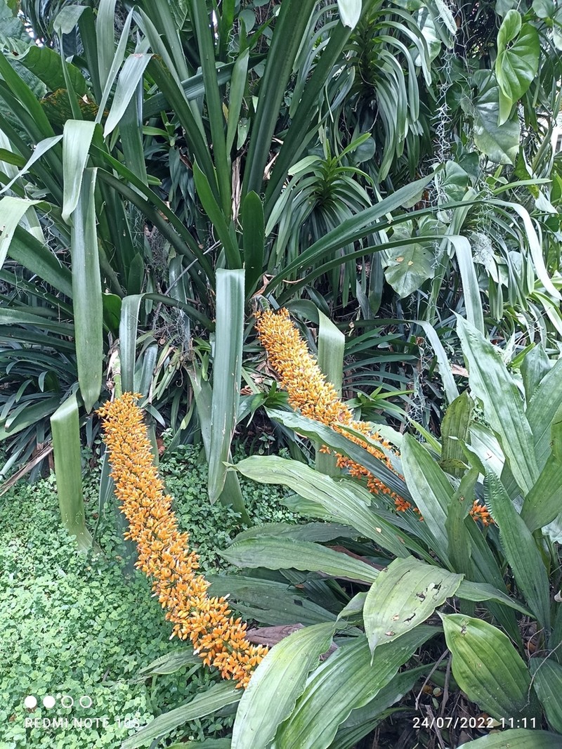 Aechmea latifolia photo 5