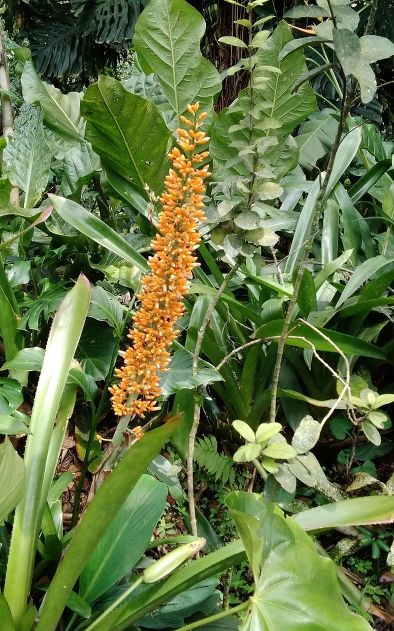 Aechmea latifolia photo 6