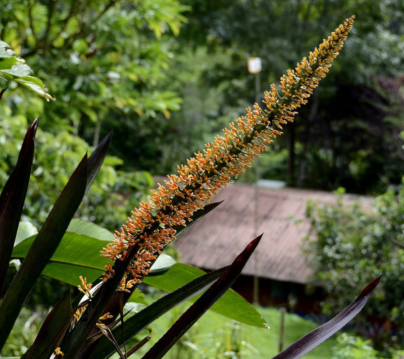 Aechmea latifolia photo 8