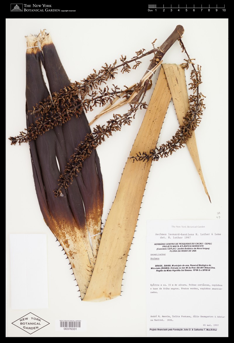 Aechmea leonard-kentiana photo 4