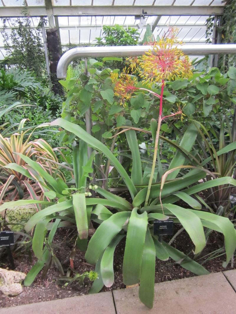 Aechmea leptantha