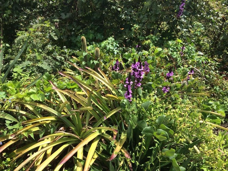 Aechmea leptantha photo 2