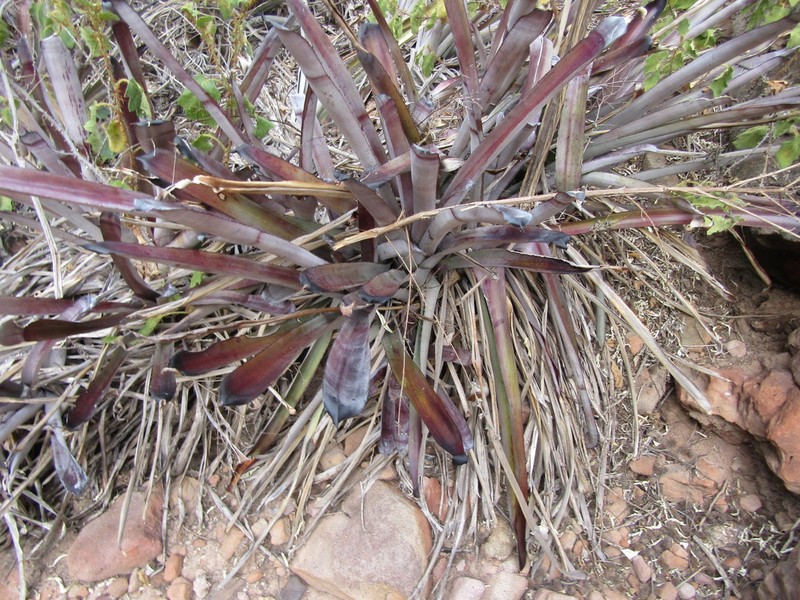Aechmea leptantha photo 4