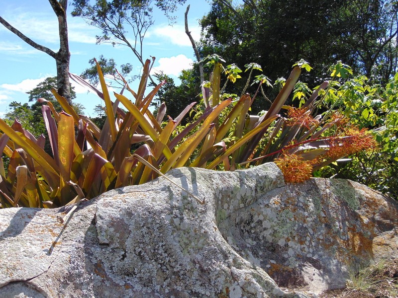 Aechmea leptantha photo 5