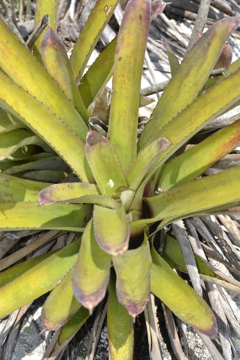 Aechmea leptantha photo 6