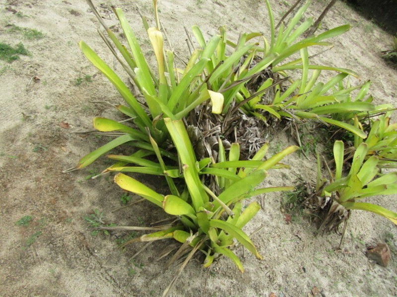 Aechmea leptantha photo 7