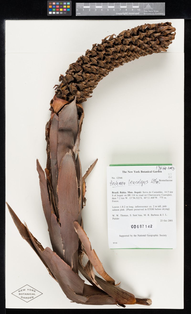 Aechmea leucolepis photo 3