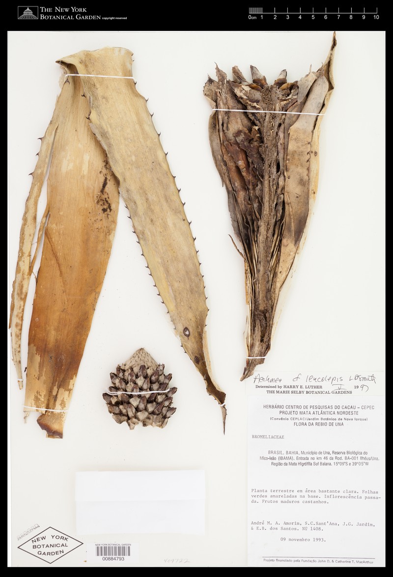 Aechmea leucolepis photo 4