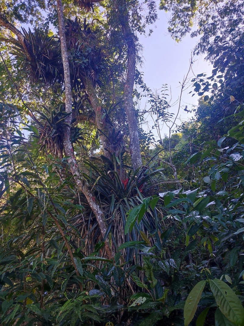 Aechmea lilacinantha