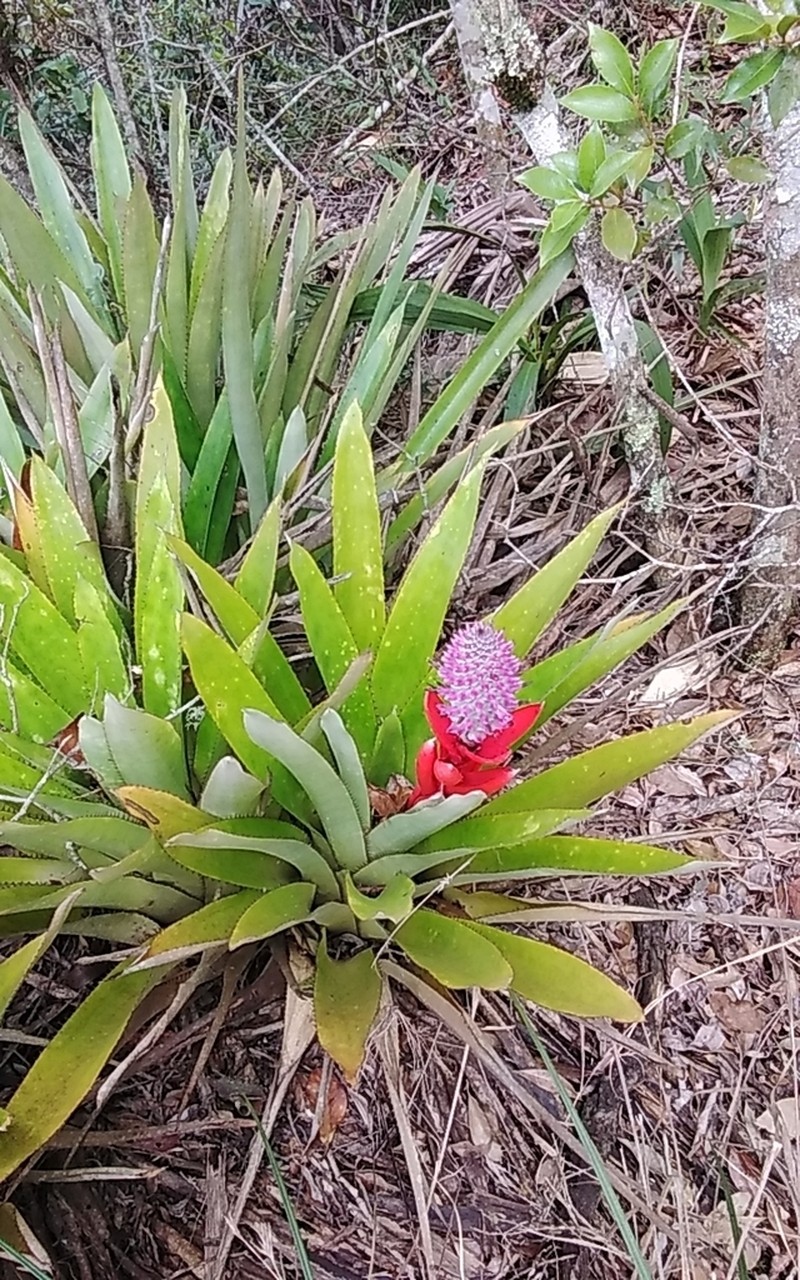 Aechmea lilacinantha photo 2