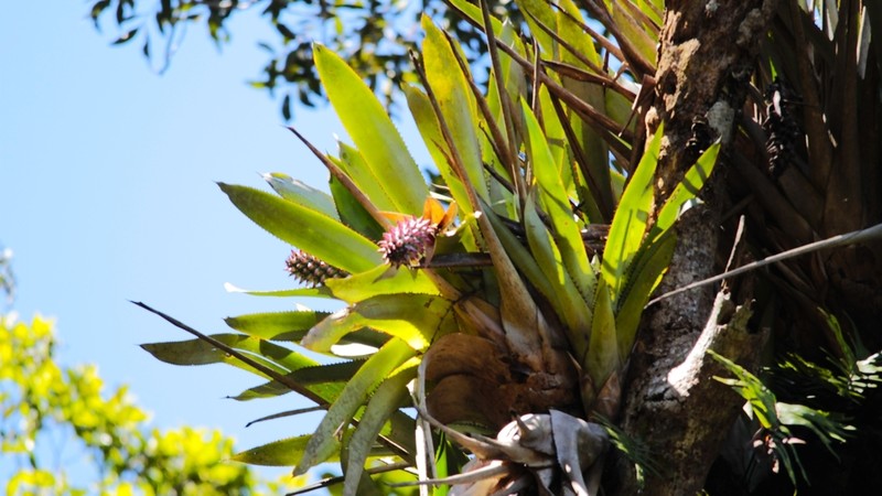 Aechmea lilacinantha photo 3