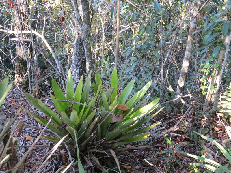 Aechmea lilacinantha photo 4