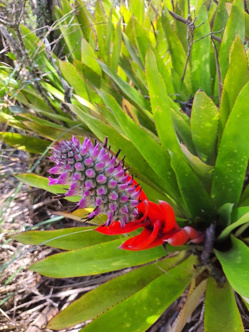 Aechmea lilacinantha photo 5