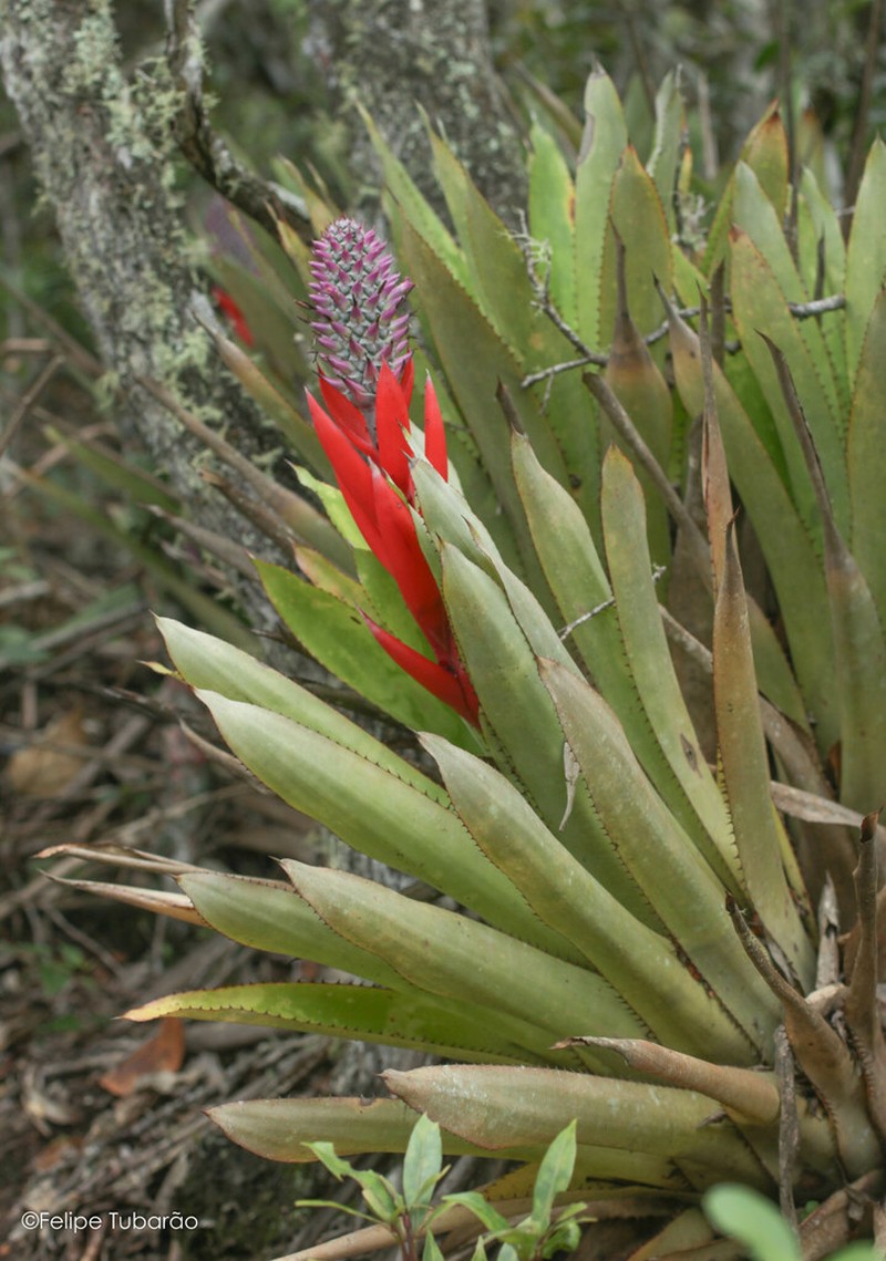 Aechmea lilacinantha photo 6