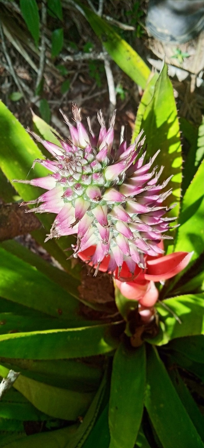 Aechmea lilacinantha photo 7