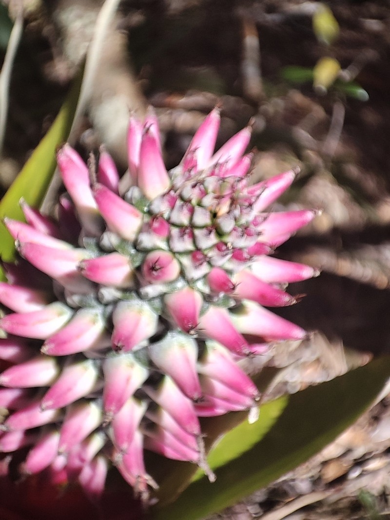 Aechmea lilacinantha photo 8