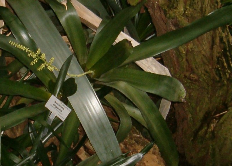 West Indian Livingvase photo 2