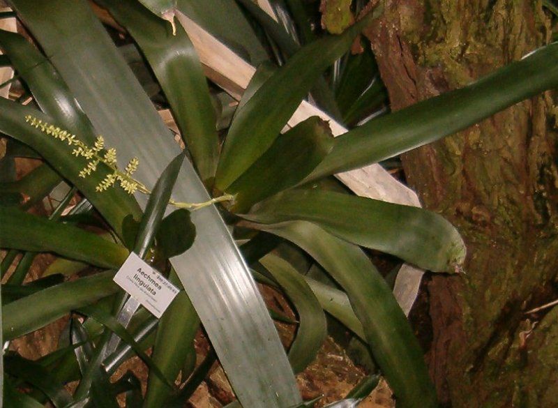 West Indian Livingvase photo 3