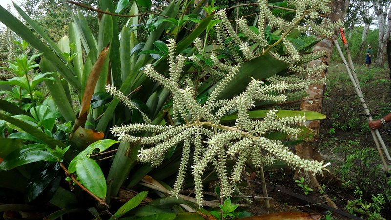 West Indian Livingvase photo 4