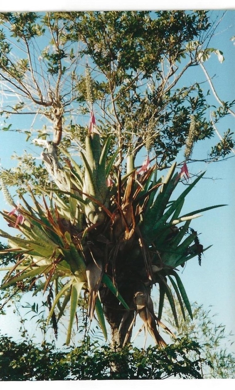 Aechmea longicuspis