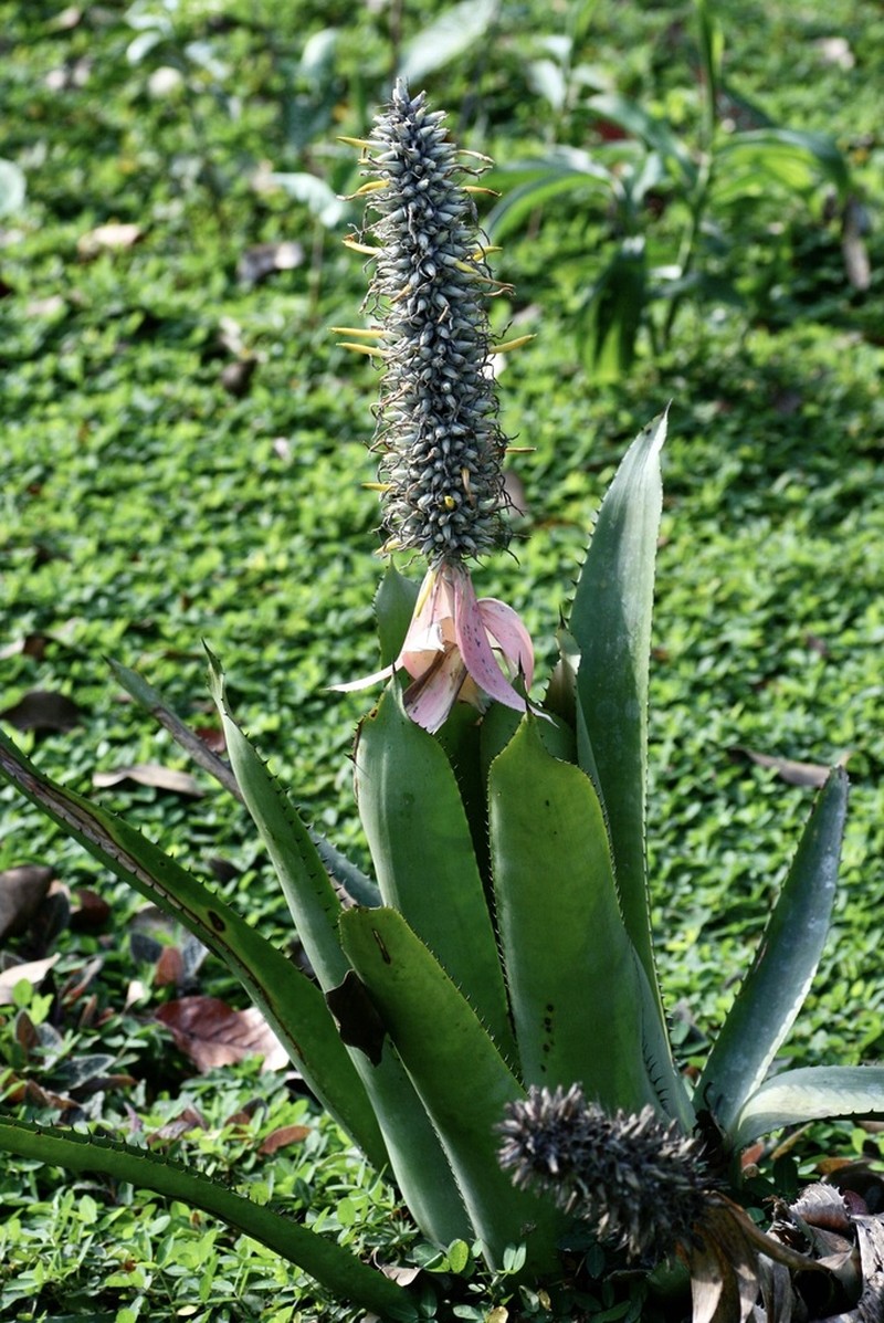 Aechmea longicuspis photo 2