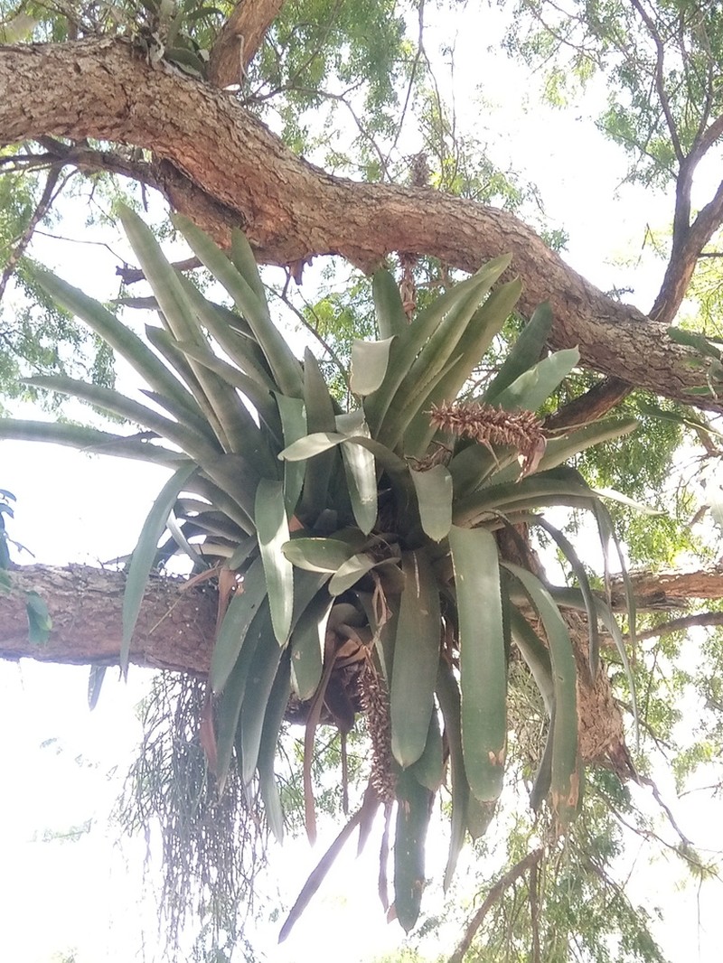 Aechmea longicuspis photo 4