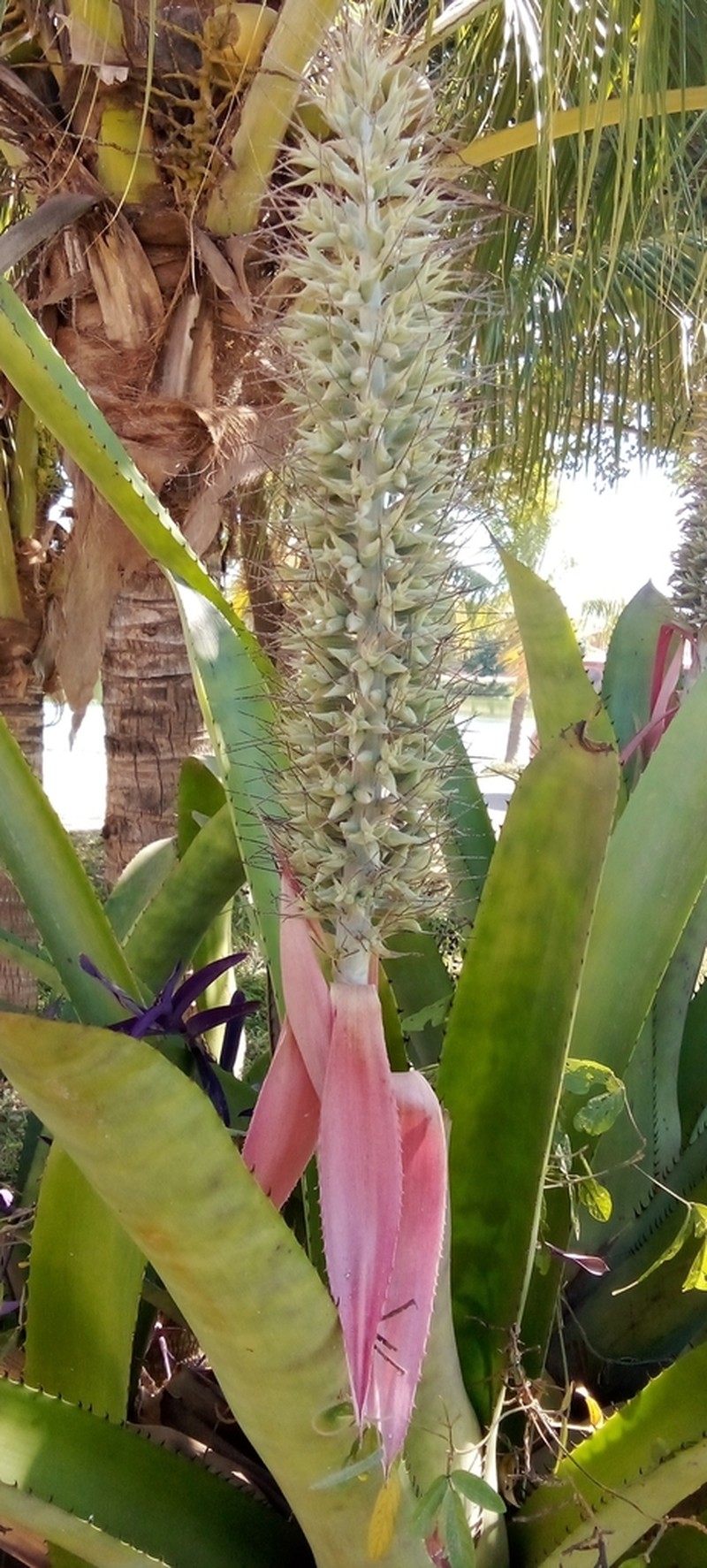 Aechmea longicuspis photo 5