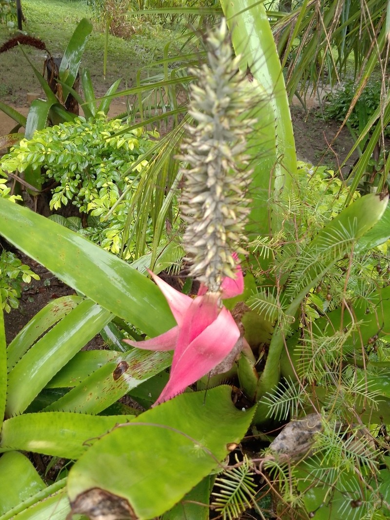 Aechmea longicuspis photo 6