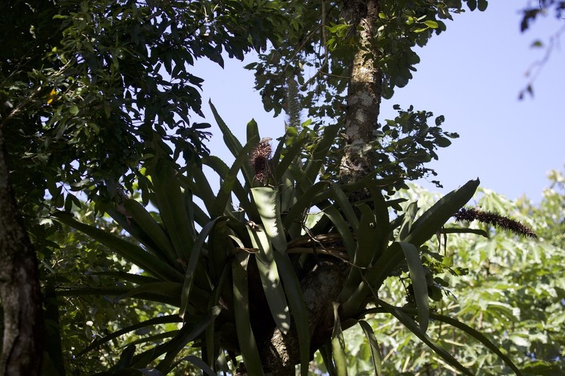 Aechmea longicuspis photo 7