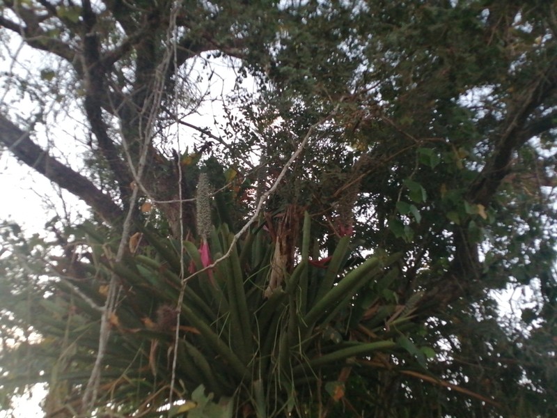 Aechmea longicuspis photo 8