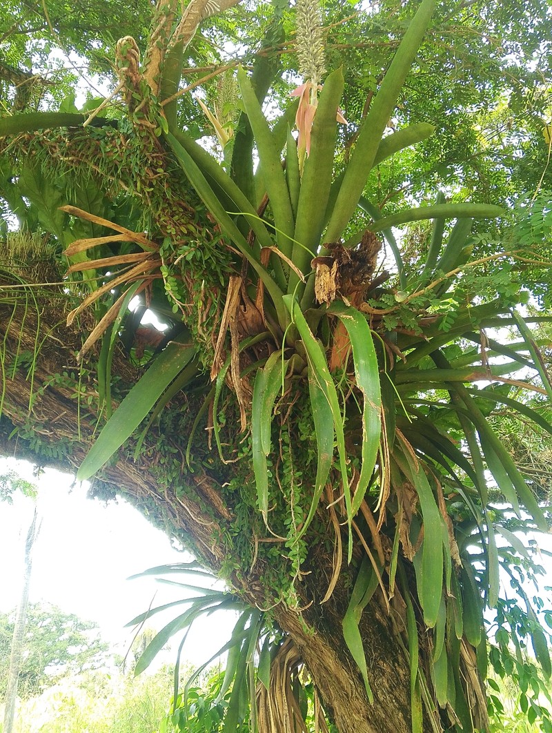Aechmea longicuspis var. kuntzeana photo 2