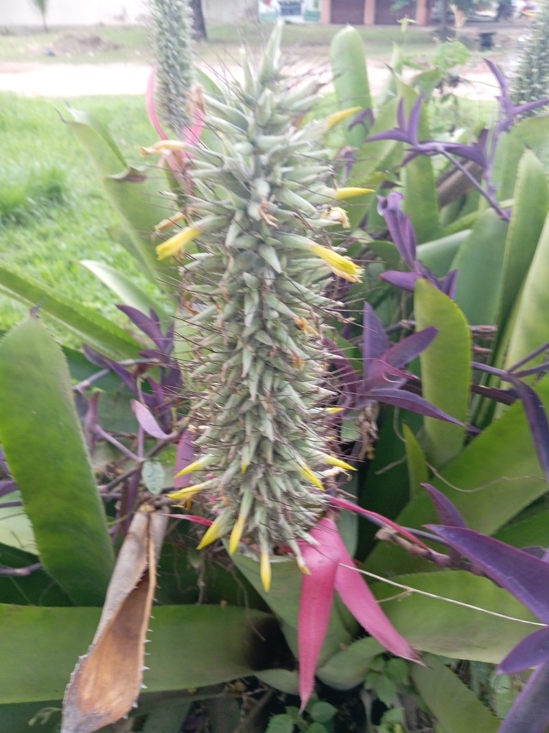 Aechmea longicuspis var. kuntzeana photo 3