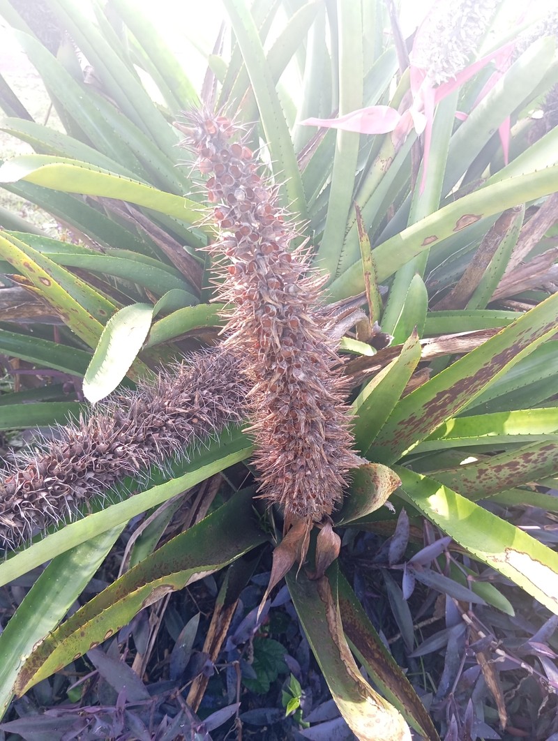 Aechmea longicuspis var. kuntzeana photo 4