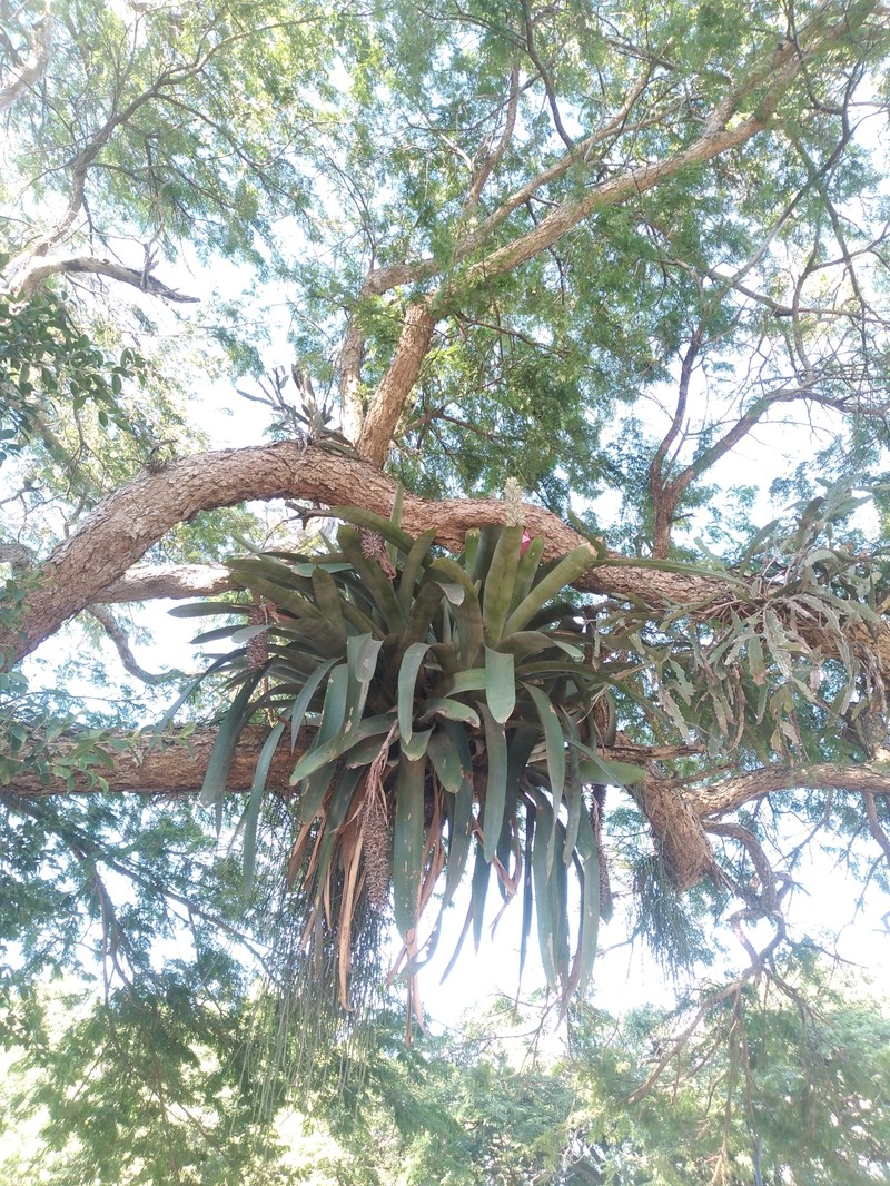 Aechmea longicuspis var. kuntzeana