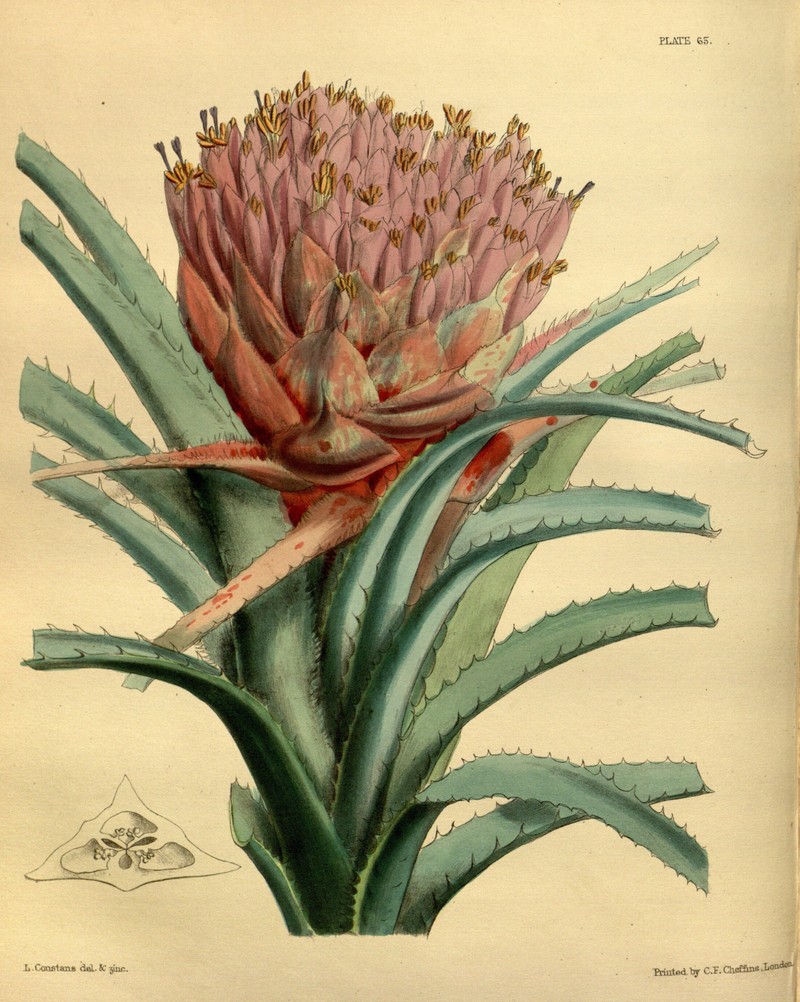 Aechmea longifolia