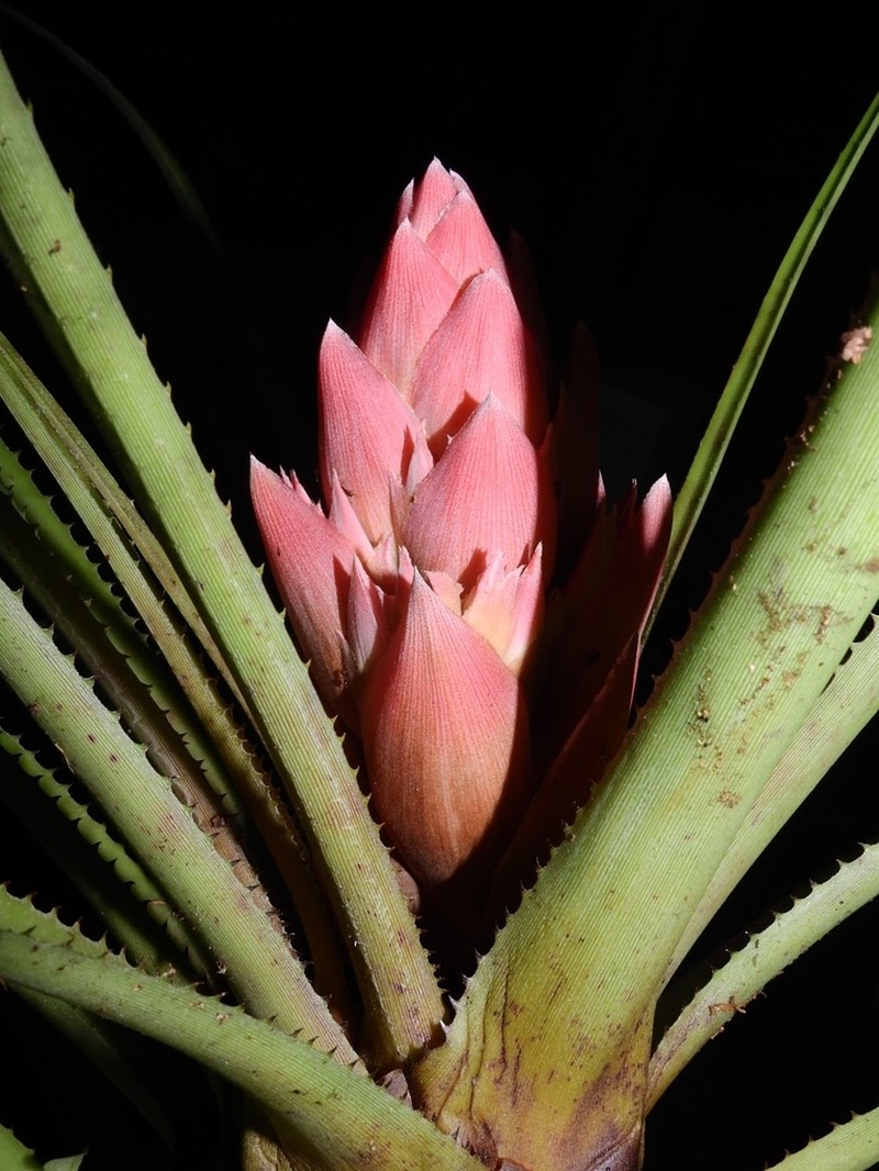 Aechmea longifolia photo 2