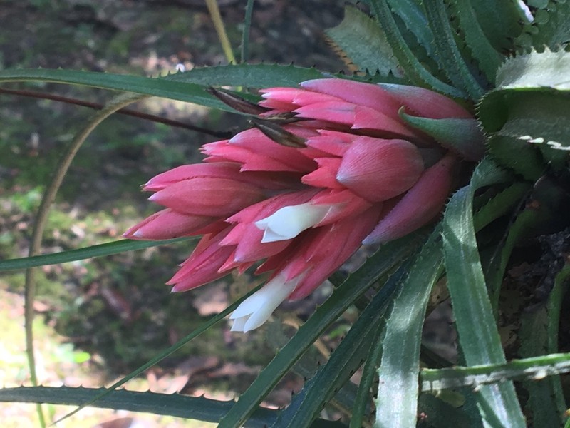 Aechmea longifolia photo 3