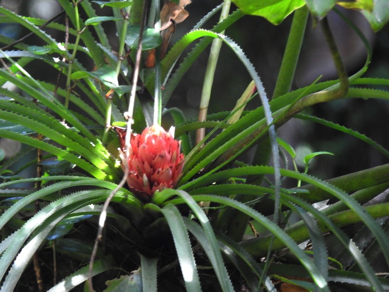 Aechmea longifolia photo 5