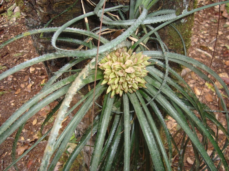 Aechmea longifolia photo 7