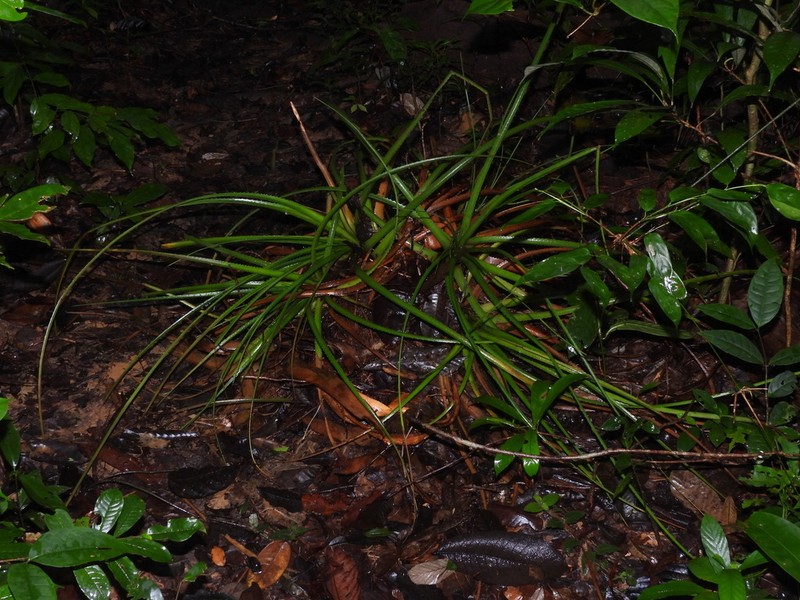 Aechmea longifolia photo 8