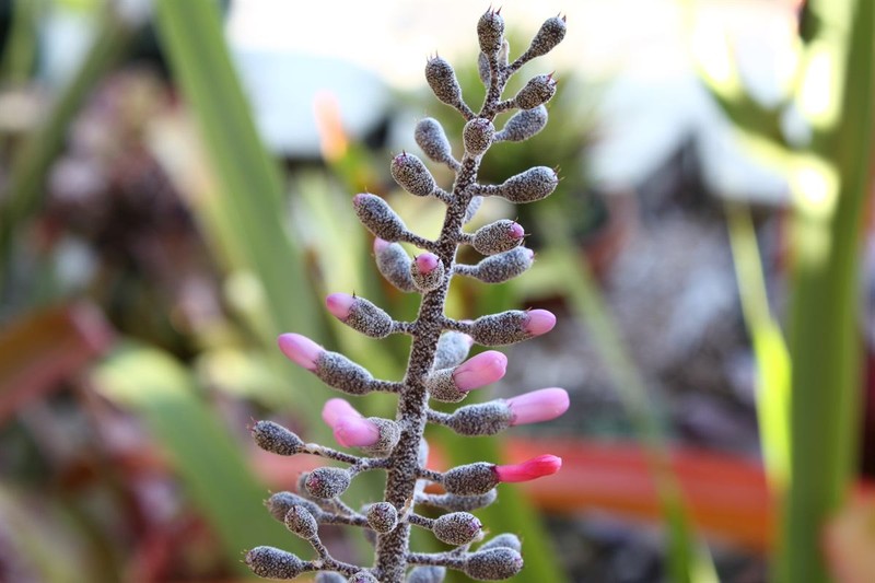 Aechmea lueddemanniana