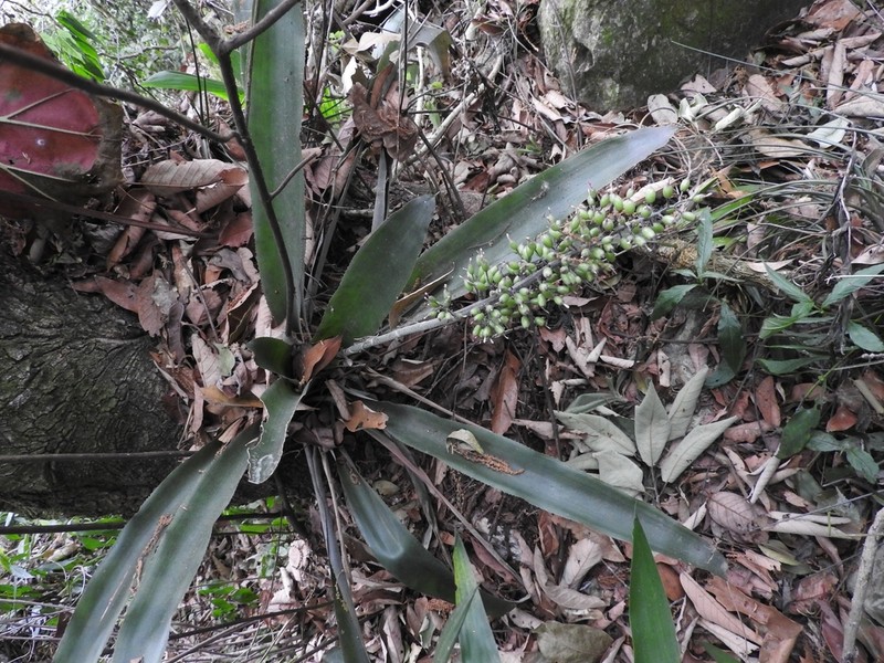 Aechmea lueddemanniana photo 2