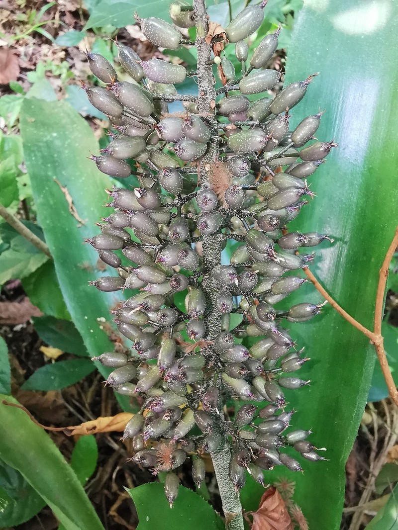 Aechmea lueddemanniana photo 4