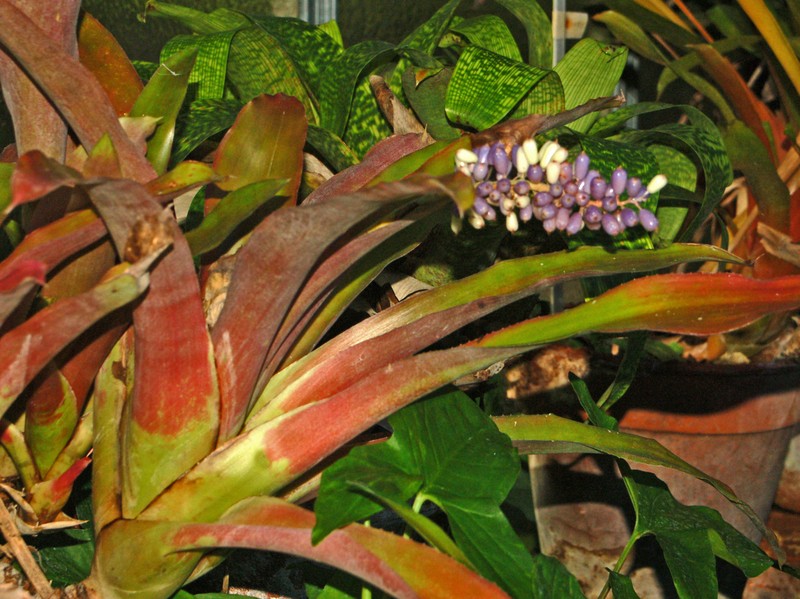 Aechmea lueddemanniana photo 5