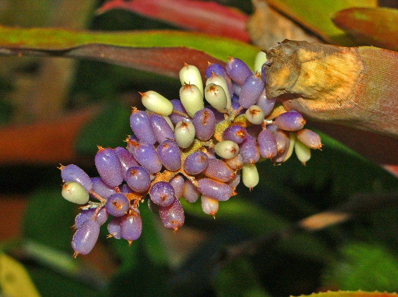 Aechmea lueddemanniana photo 6