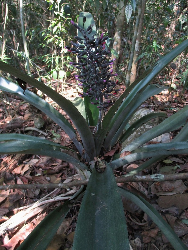 Aechmea lueddemanniana photo 8
