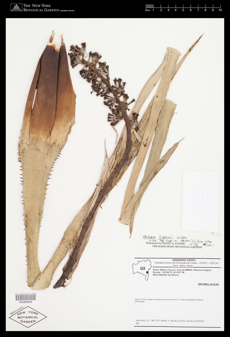Aechmea lymanii photo 2